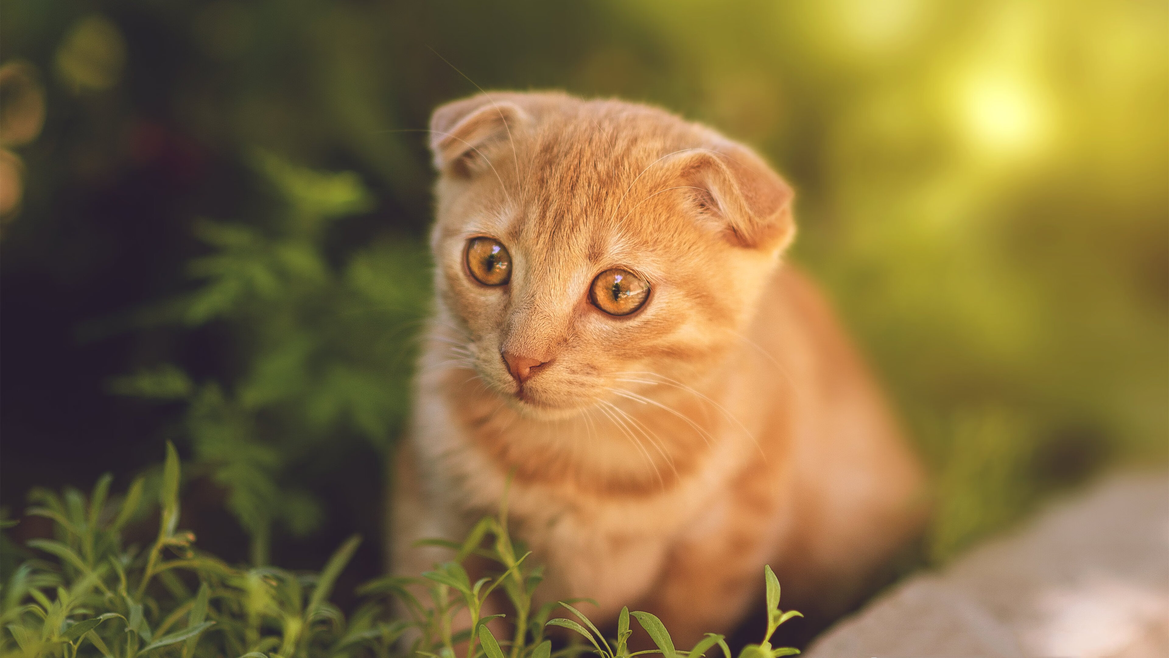 冷门背后的战术颠覆,当武切维奇成为灰熊压制雄鹿的胜负手