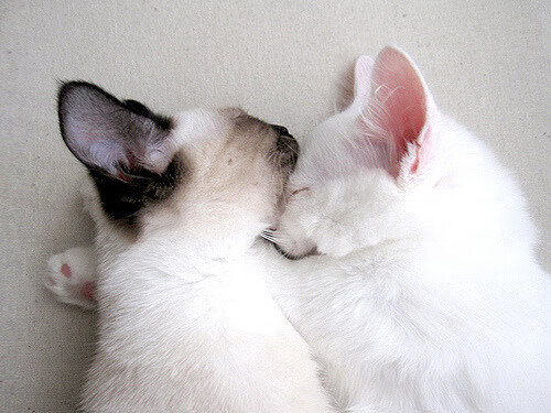 圣保罗降临，那个总决赛之夜，他亲手写就的传说