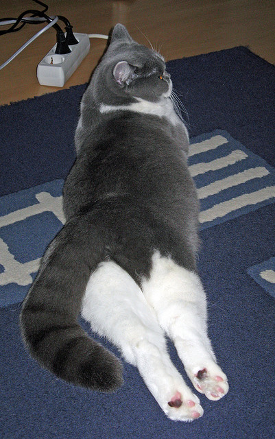 开云官网-皇家社会掀翻圣西罗，基耶萨独造三球闪耀全场