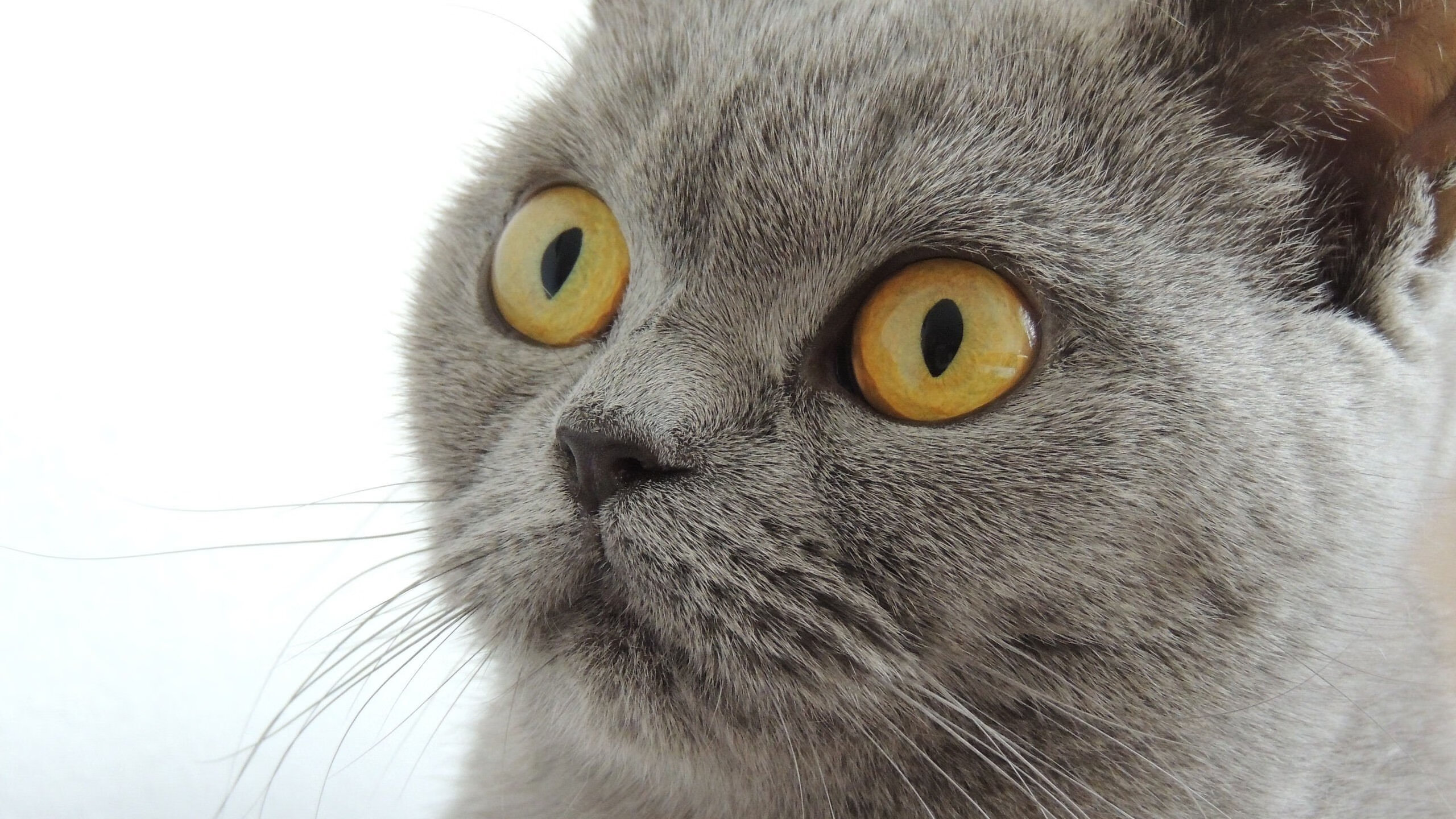 开云官网-久保建英节奏完全掌控，牙买加生死战贝蒂斯奏响胜利音符