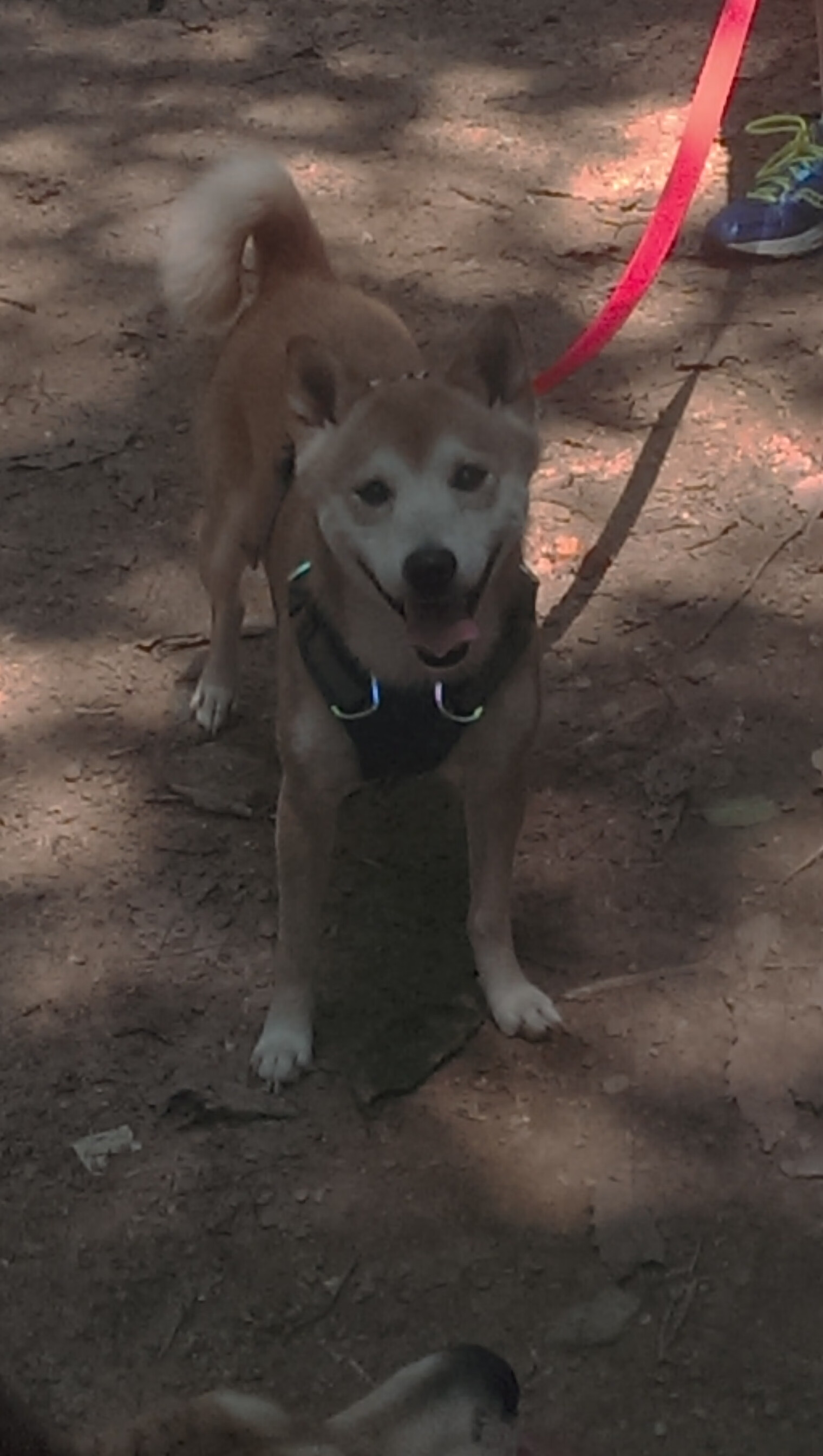 独行侠对阵快船,塔图姆节奏完全掌控的篮球艺术