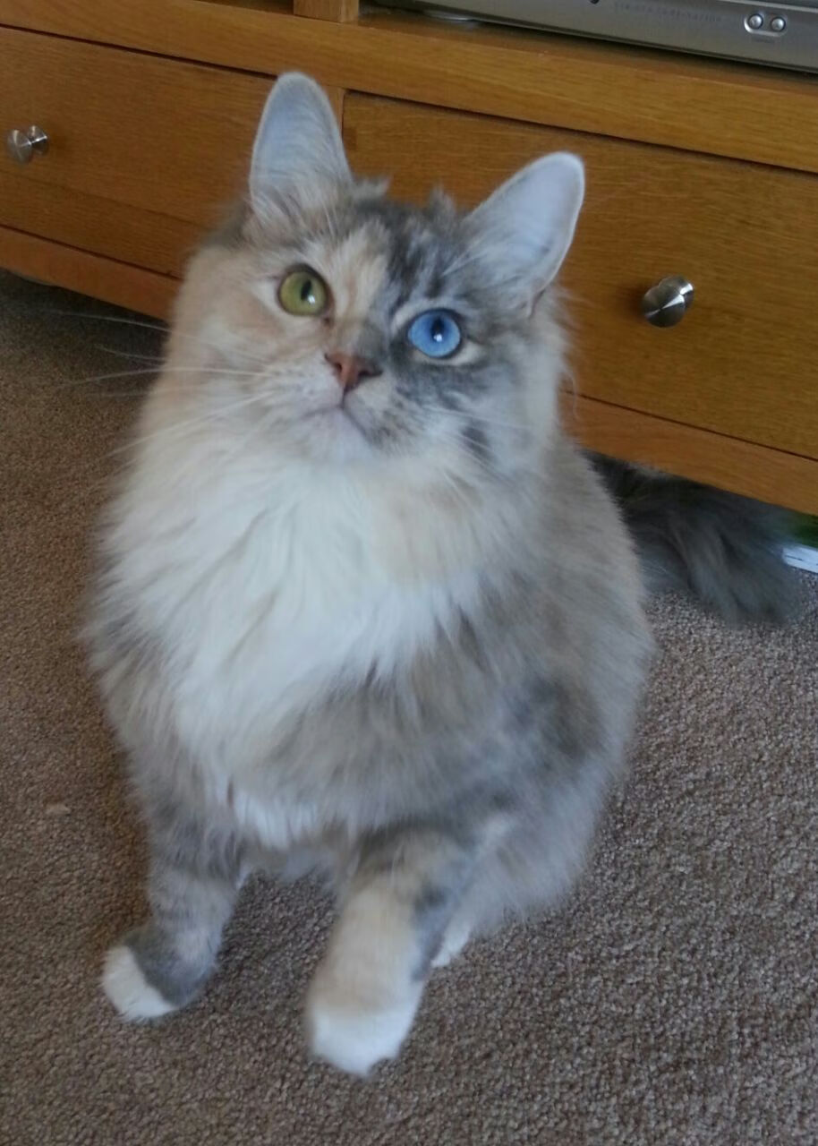 楚阿梅尼统治级数据引爆全场，南非对阵美国友谊赛惊现超神表现