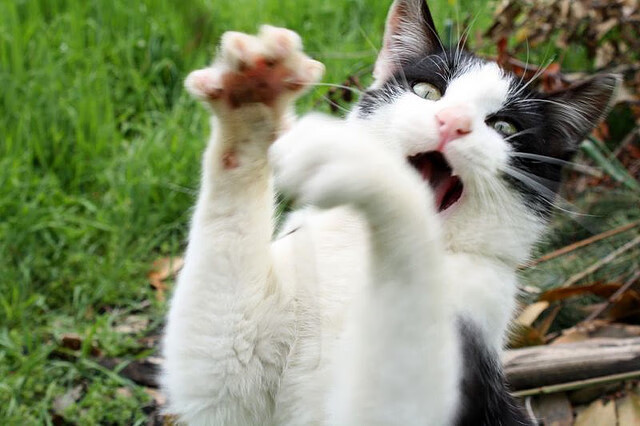 开云体育官网-铁血克罗地亚，切尔西豪门之夜，佩德里是如何成为隐形发动机的？