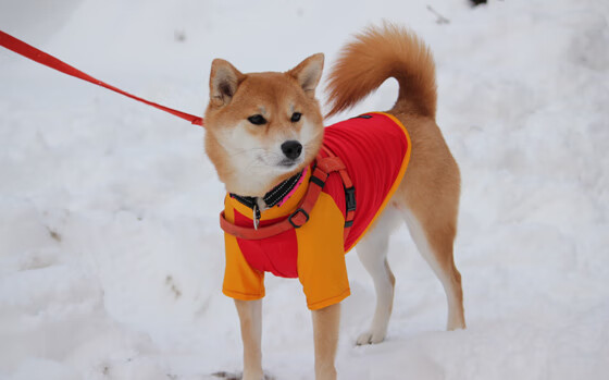末节狂飙19分！班凯罗导演逆转风暴，广厦一波流击溃山西