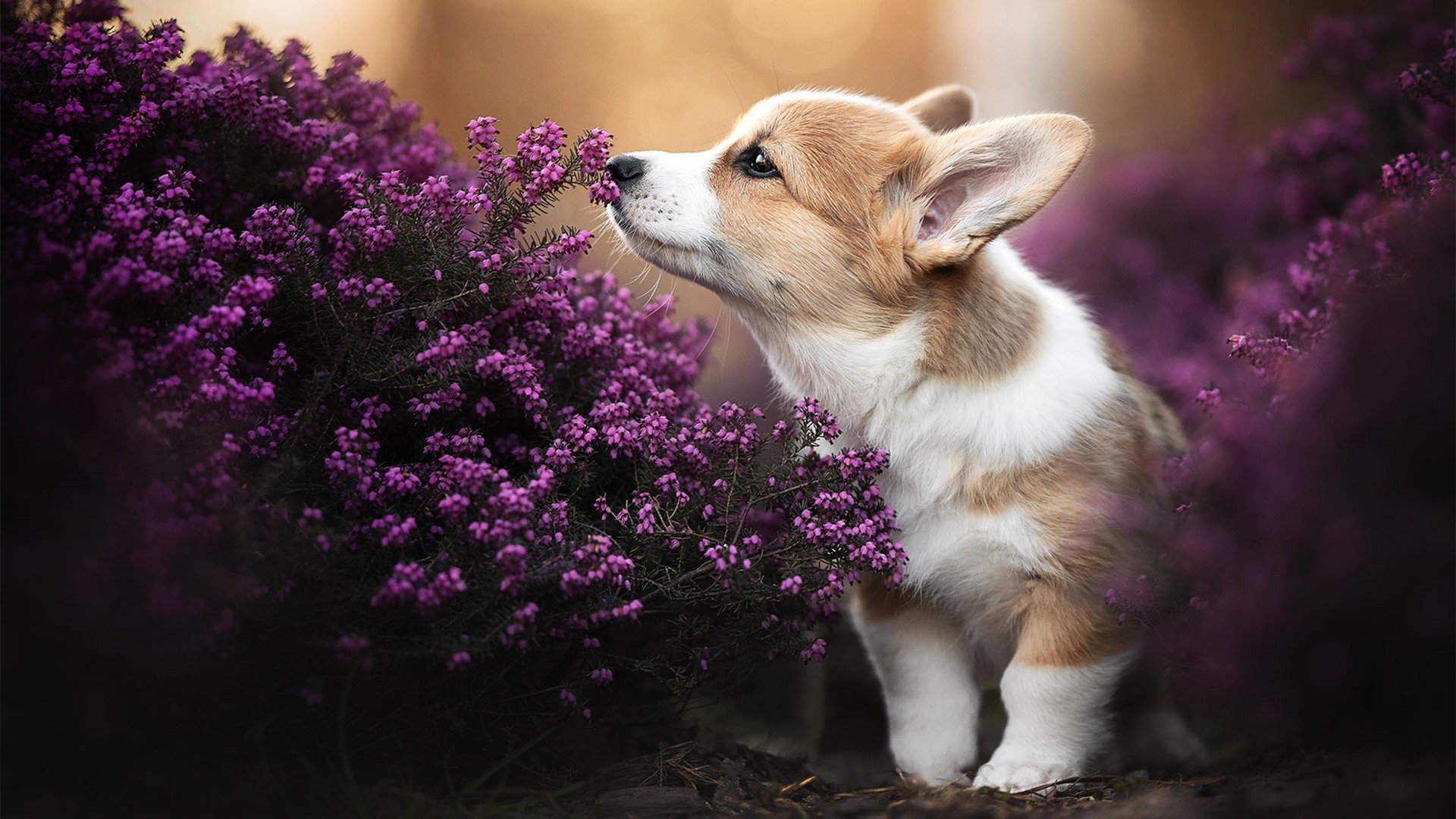 开云APP-戈麦斯狂砍30+引领胜利，爱尔兰大胜卡塔尔，东决关键战完成华丽接管