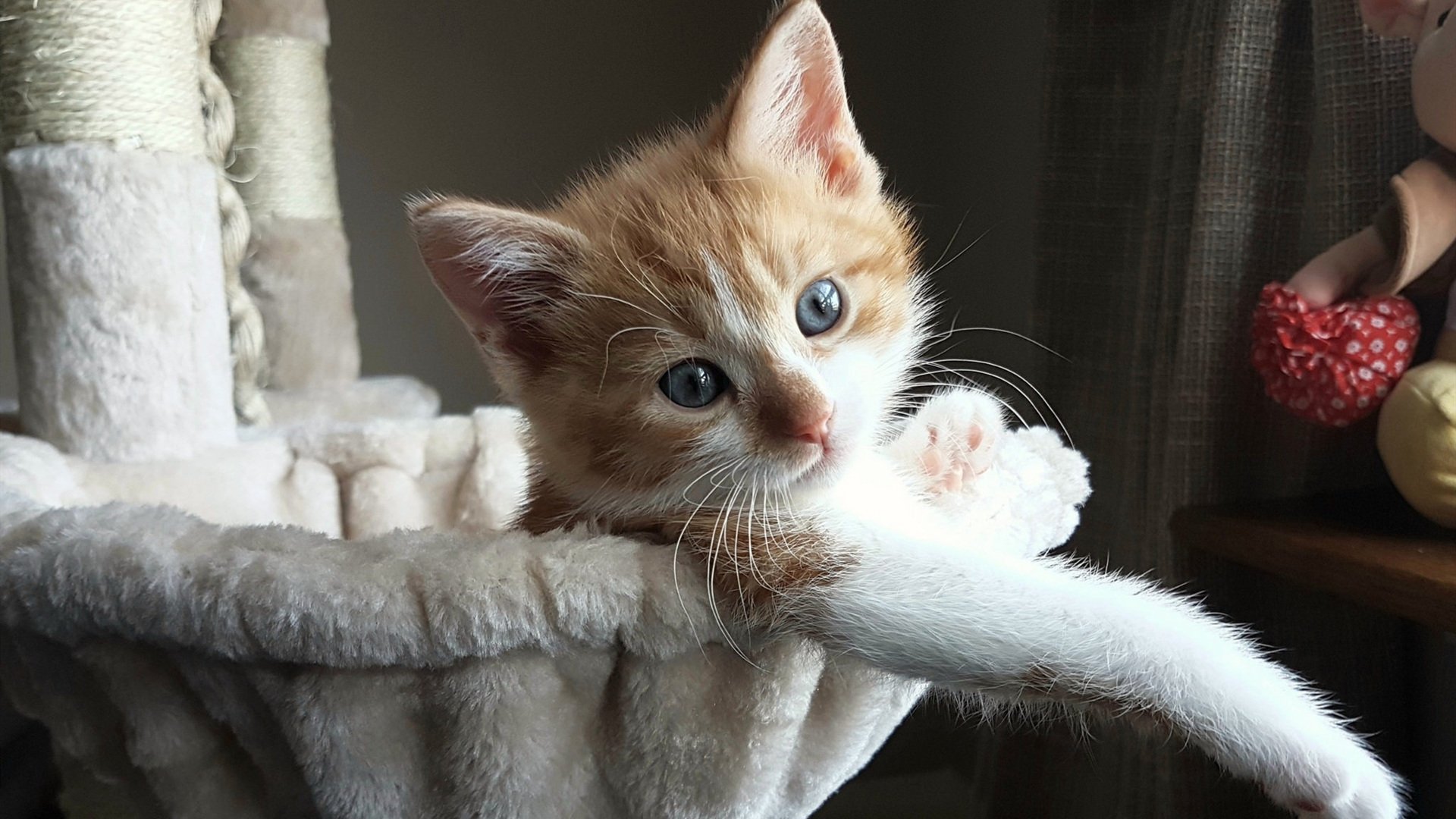 戈麦斯狂砍30+引领胜利，爱尔兰大胜卡塔尔，东决关键战完成华丽接管