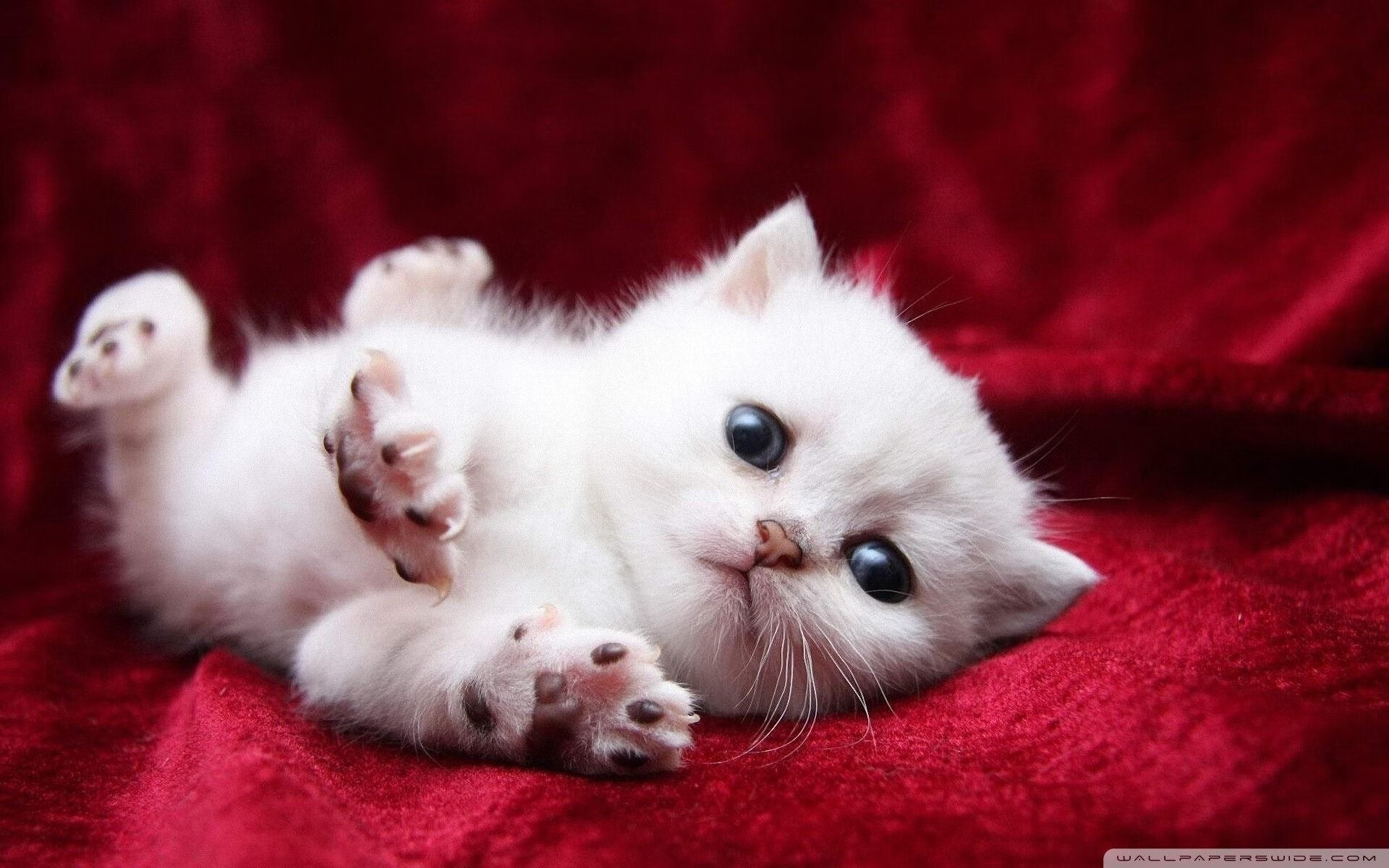 极速狂飙与绿茵横扫，F1新赛季揭幕战与阿根廷风暴的双重奏