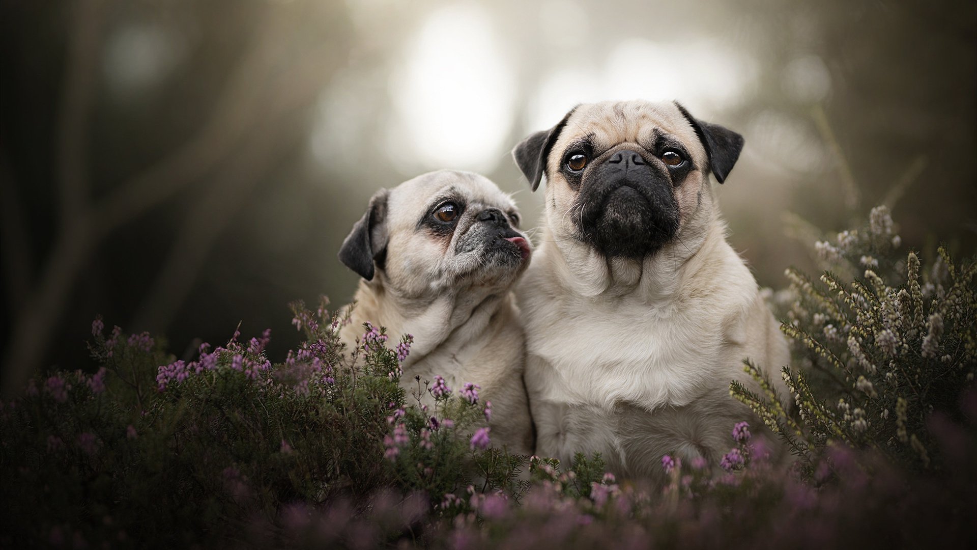当活塞冲垮76人的夜晚，杜兰特关键进球定乾坤