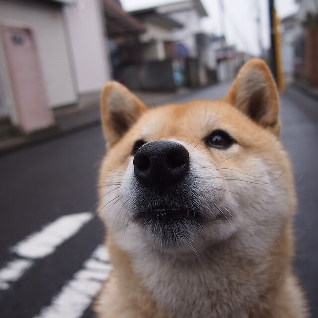 NBA季后赛焦点战,当摩纳哥式全面压制降临球场