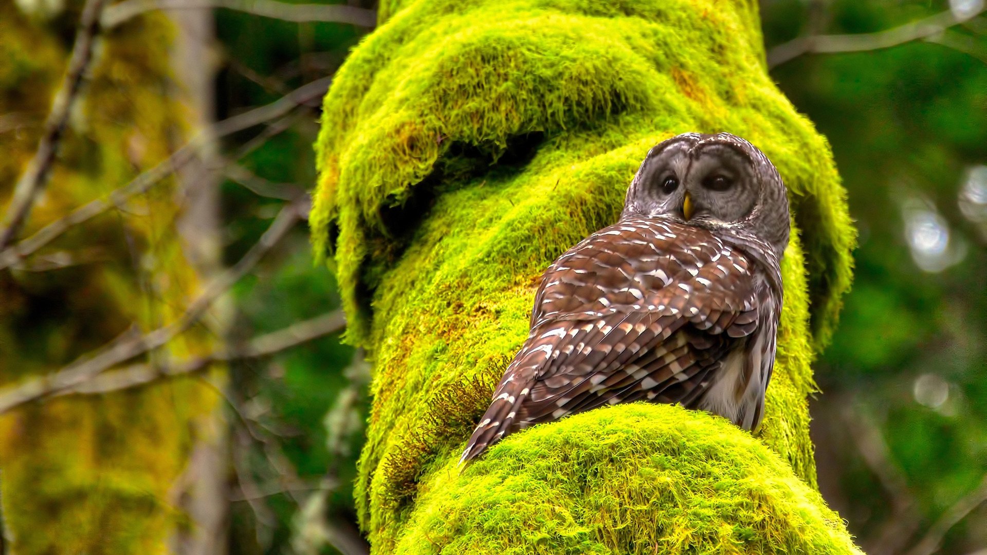 骑士速胜猛龙，马克西末节爆发成关键先生