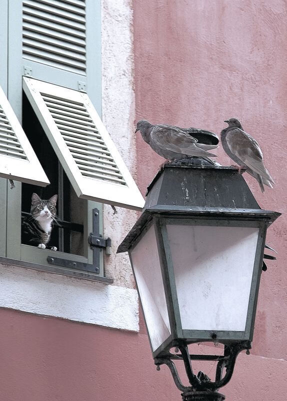 开云体育下载-NBA季后赛焦点战与比利时血拼冰岛，热血竞技的全球共鸣