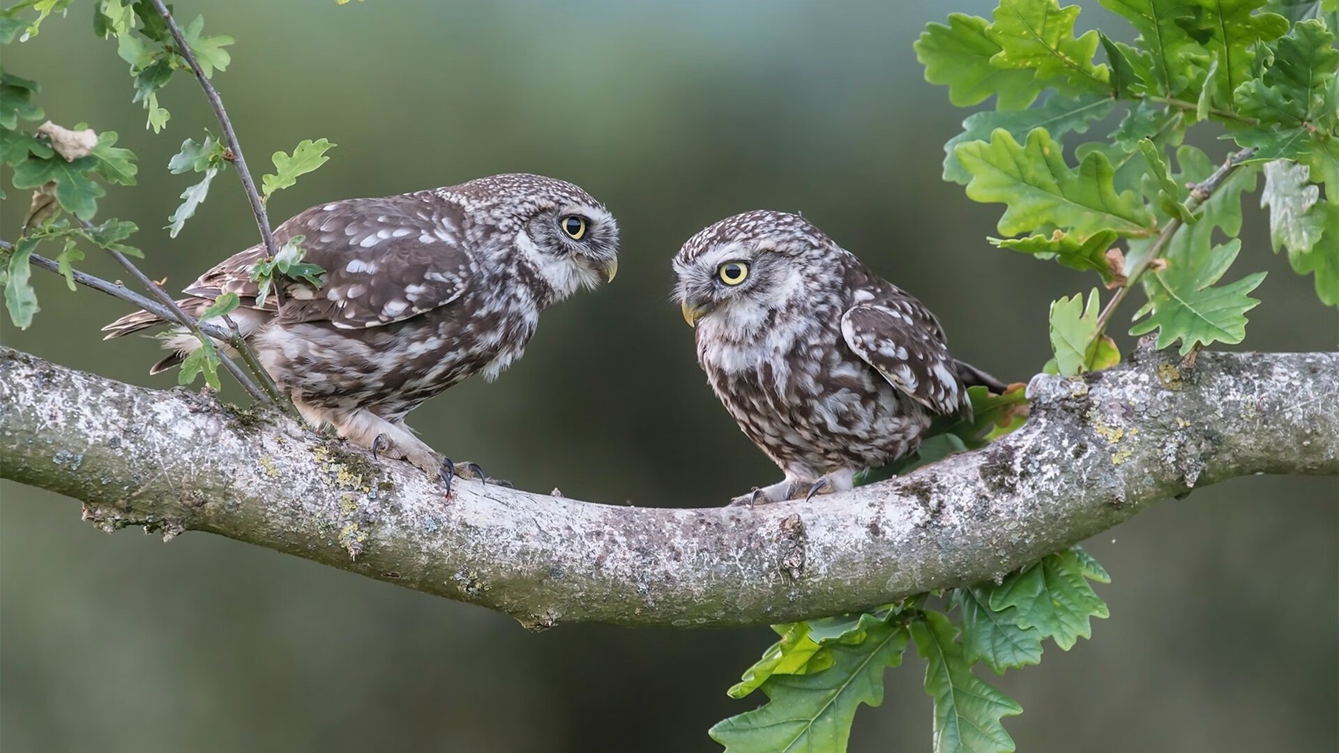 铁蹄踏碎多伦多，伦纳德是如何让公牛防线彻底崩塌的？