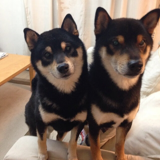 独行侠碾压公牛，锡安教科书级表现闪耀赛场