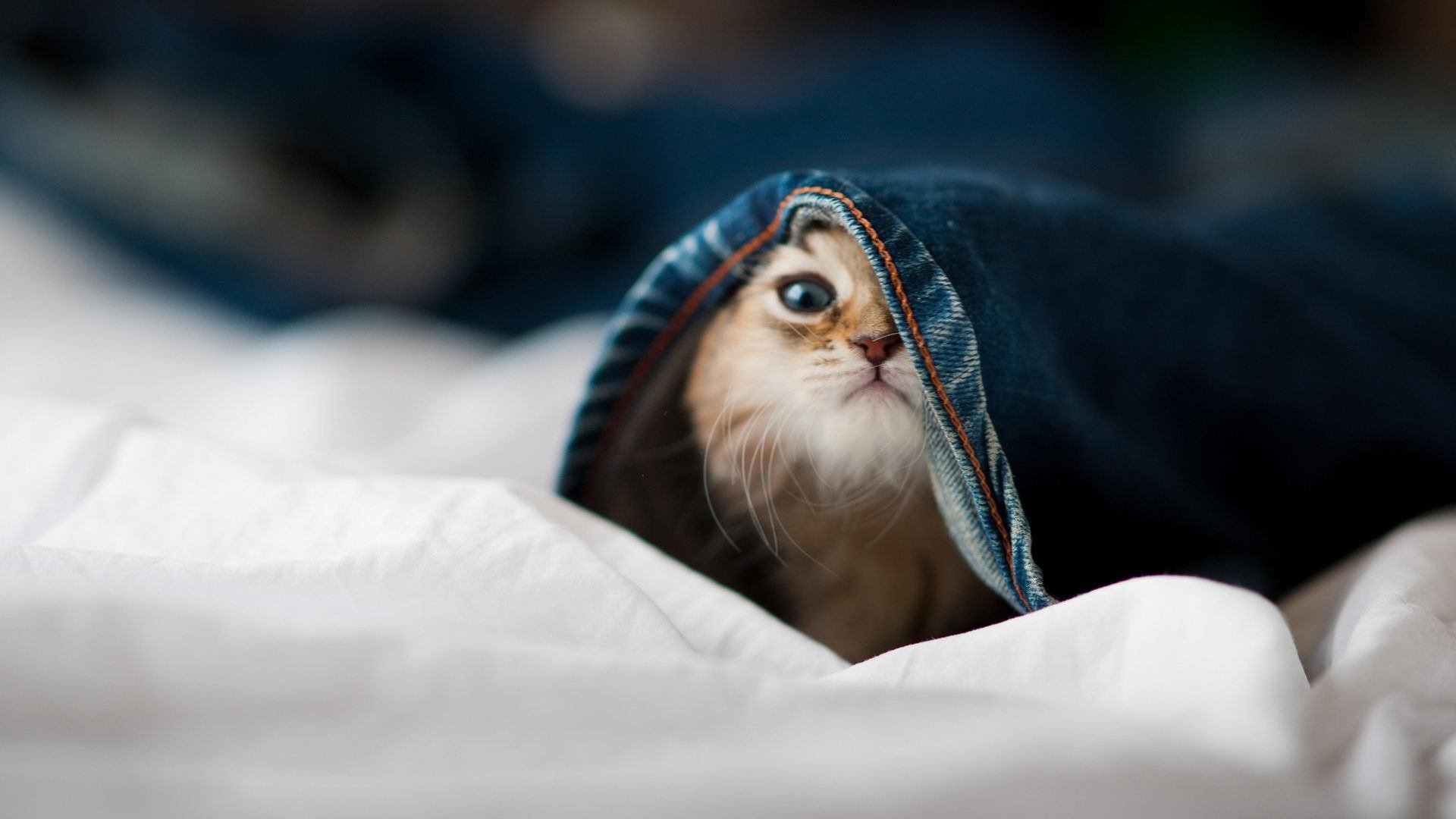 节奏为王，当活塞智慧遇见字母哥的关键时刻