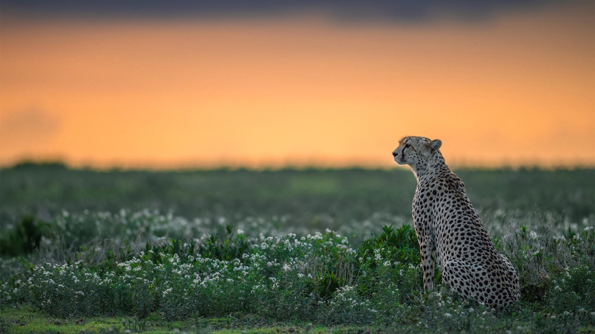 开云体育中国-东方新星与北欧锋霸，当中国力量跨越虚拟与现实击穿蓝军