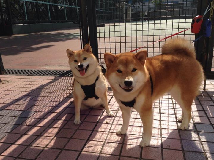 旧王褪色，新神诞生，奥斯梅恩一己之力拉满存在感，摩纳哥让切尔西时代落幕