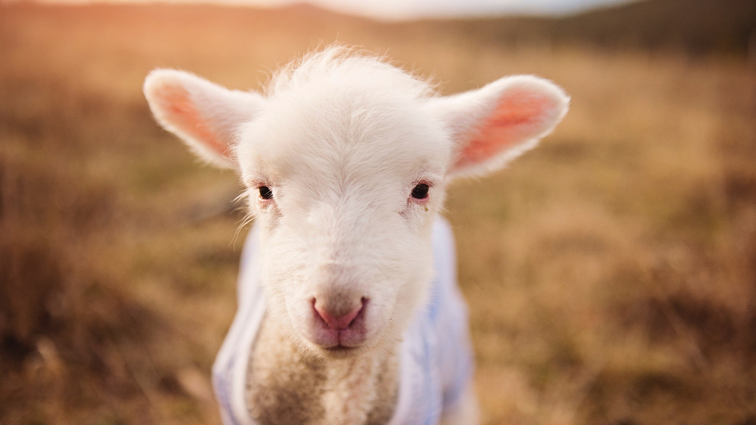 阿劳霍主宰战场，丹麦力克苏格兰