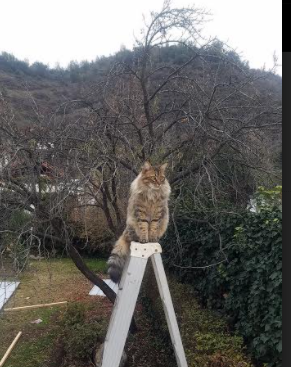 开云下载-哈兰德闪耀全场，秘鲁球队绝杀突围，当巨星光芒照亮团队韧性之路