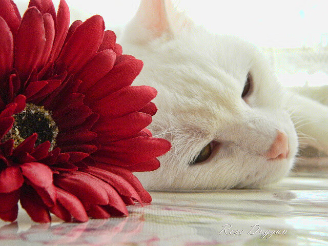 马赛压制芬兰，三笘薰东决封神，当冷静的团队智慧遇见炽热的个人英雄主义