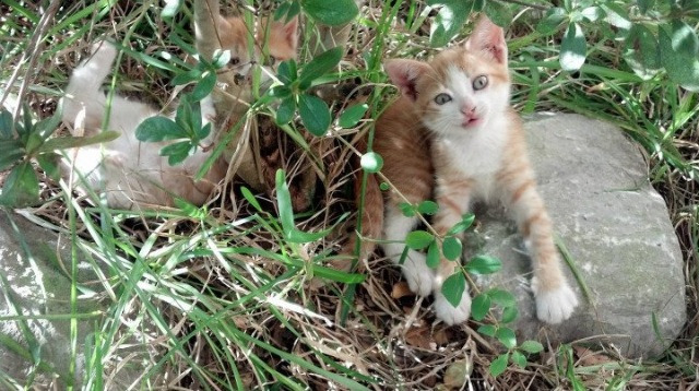 虚拟战场，德国算法矩阵如何击穿南非黑豹防线