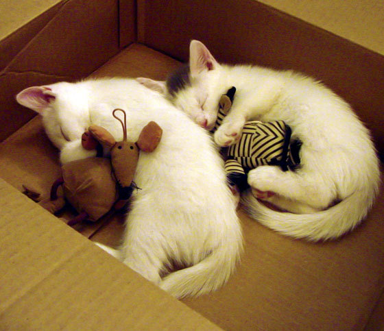 开云体育app-关键战中的锋芒，曼城对阵AC米兰与维尼修斯的不手软精神