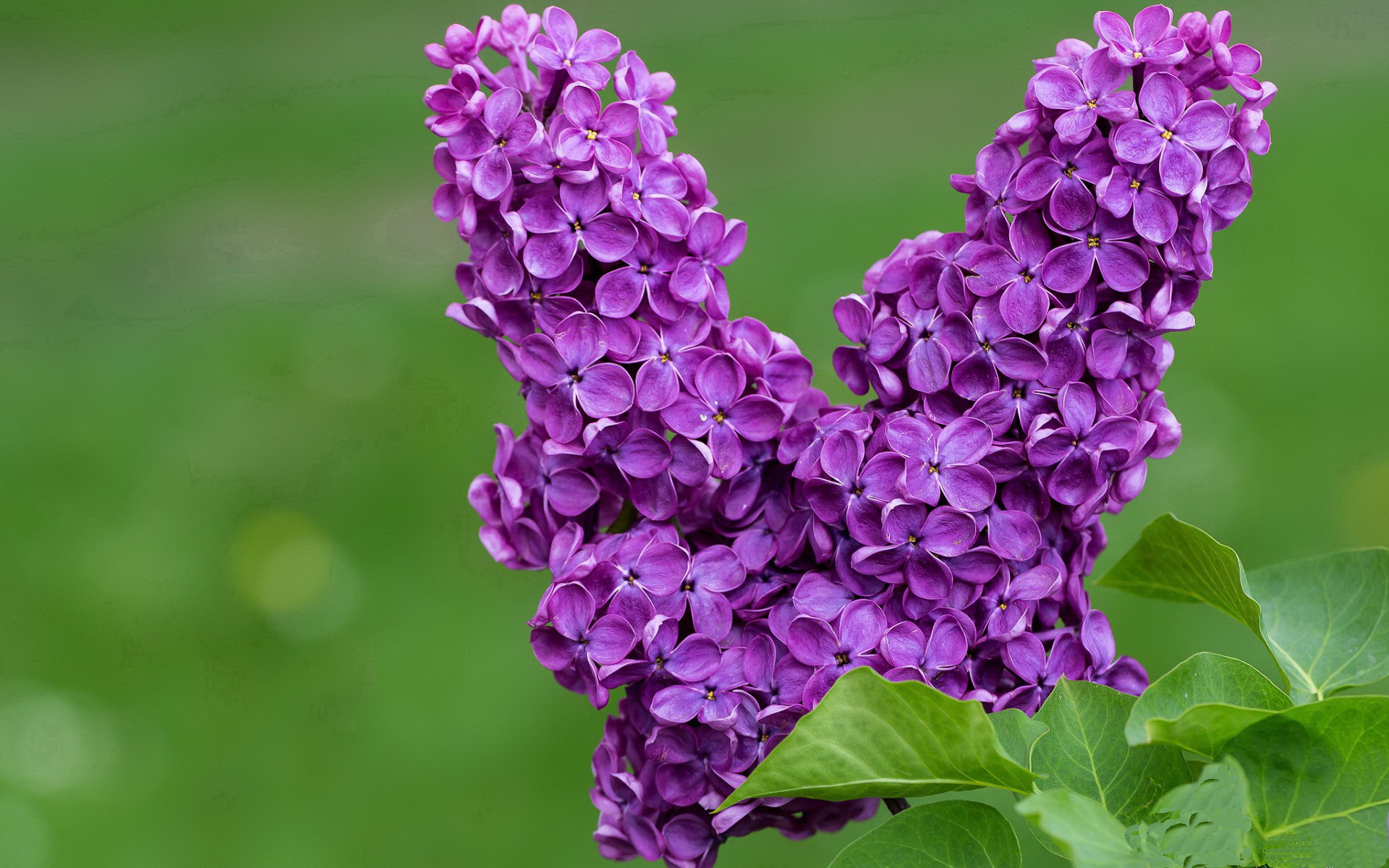 欧文狂暴55+10+8统治攻防，深圳队加时鏖战惜败辽宁队