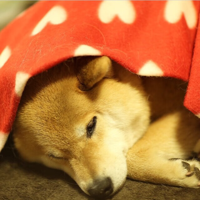 金玟哉关键节点连击制胜，哥伦比亚火力全开压制克罗地亚